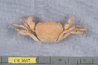 藏品(澤蟹屬)的圖片